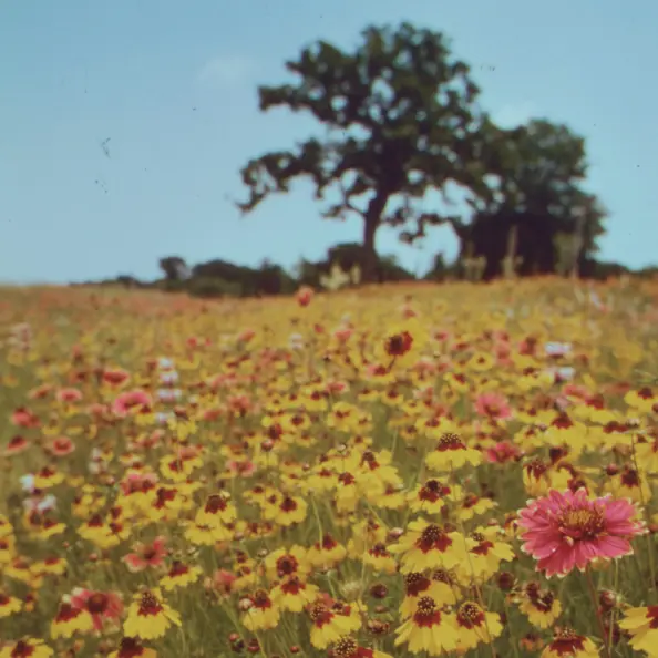満開の花畑、青い空、そして木の写真。